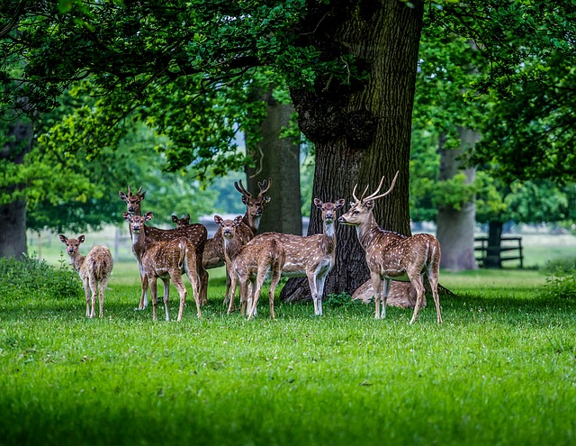 parks