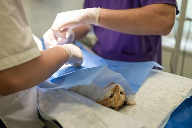 procedures