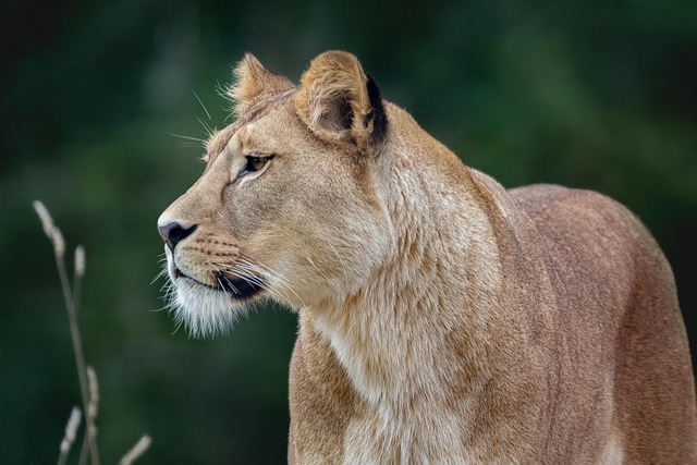 profiles