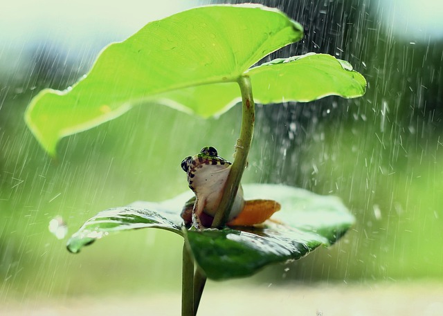 rain