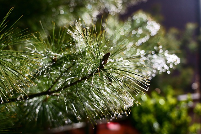 rainwater-640x480-40569823.jpeg