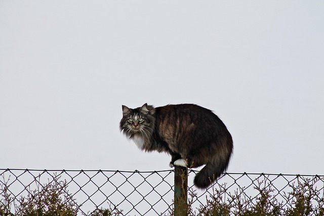 release-640x480-16157885.jpeg