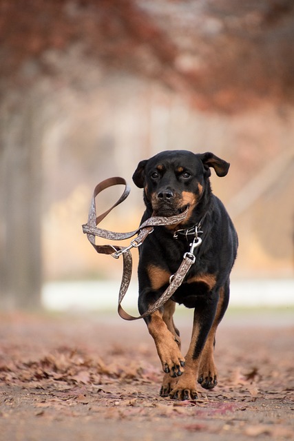 running-640x480-39225365.jpeg