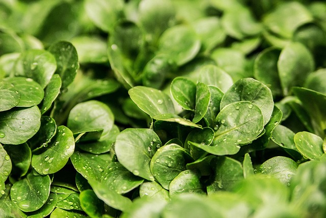 salad-640x480-207715.jpeg