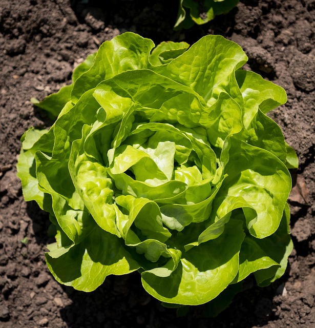 salad