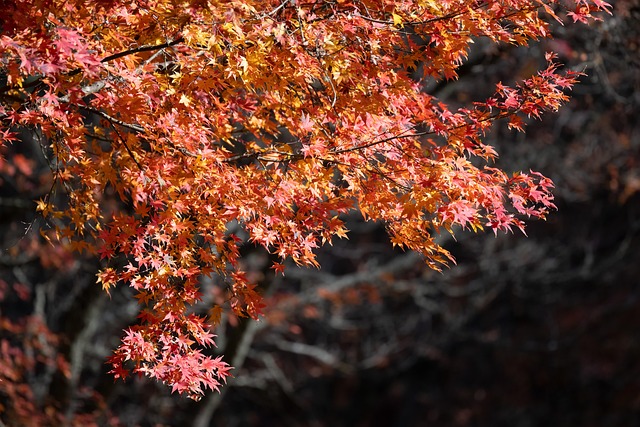 scenic-640x480-69515895.jpeg