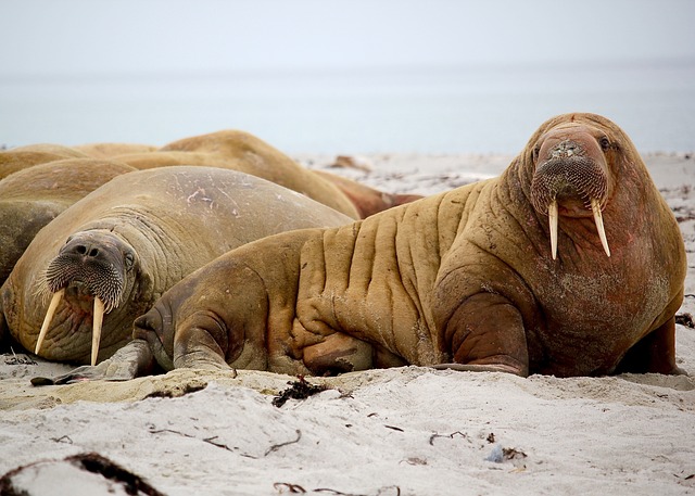 sea lions