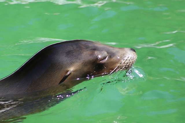 sea-lions-640x480-86578482.jpeg