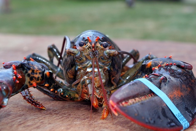 seafood
