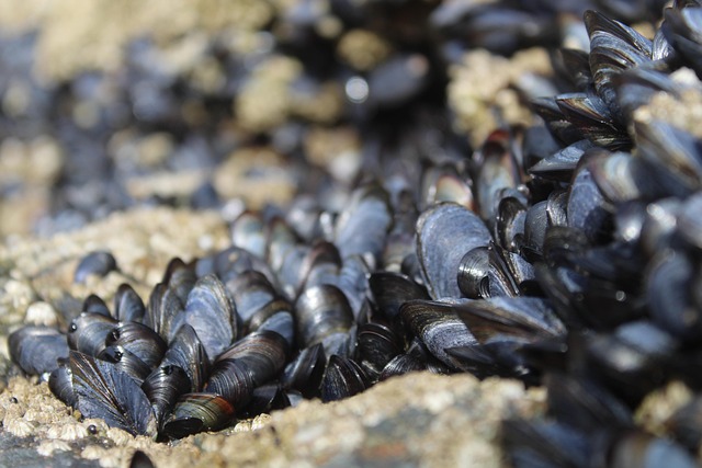 seafood-640x480-80311814.jpeg