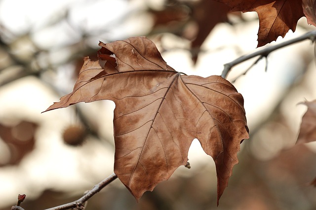 seasonal