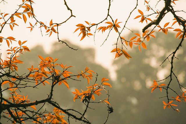 seasonal