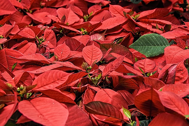 seasonal-640x480-88719388.jpeg