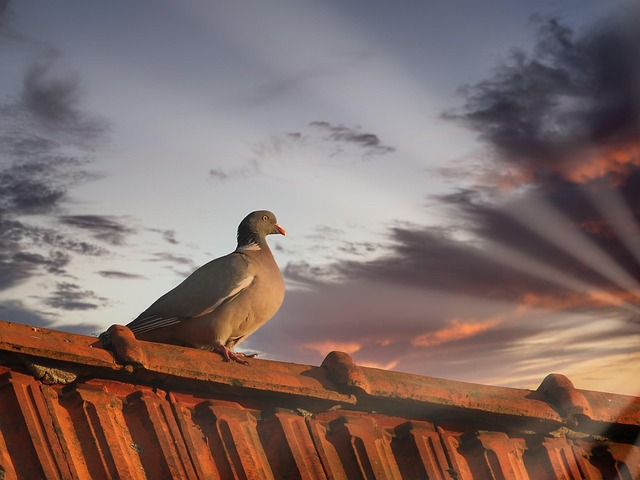 shingle roof
