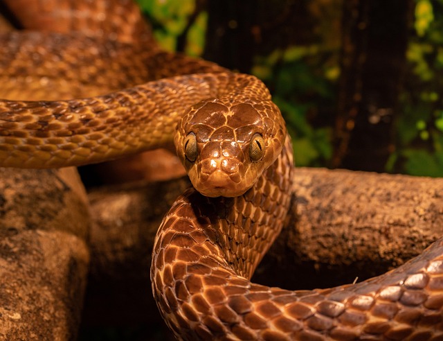 snake