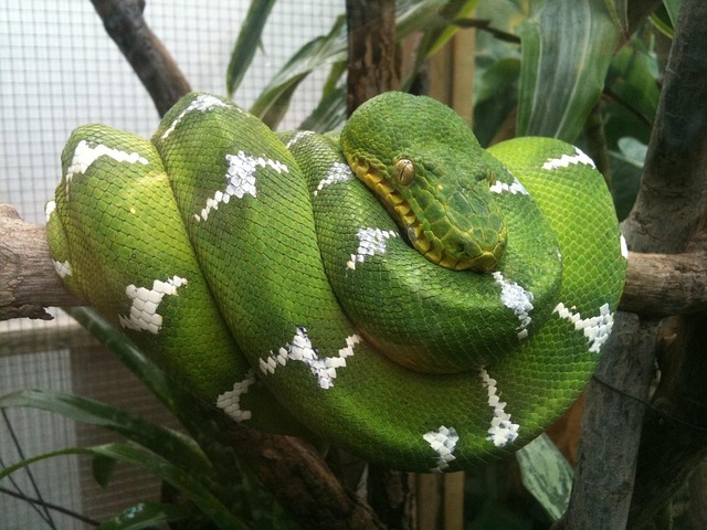 snake