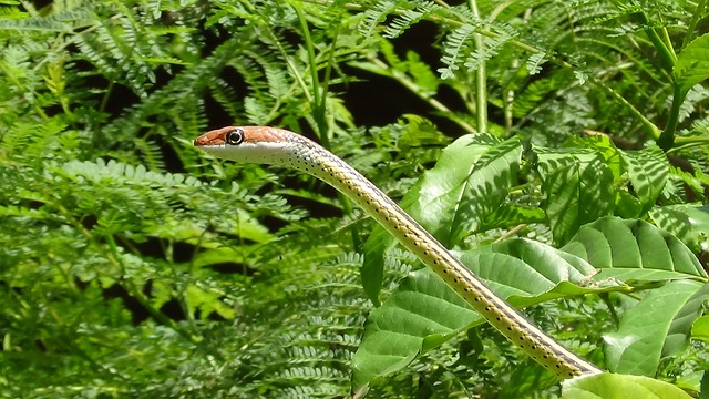 snake-640x480-31073766.jpeg