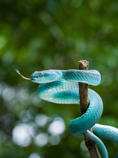 snake-640x480-35703613.jpeg