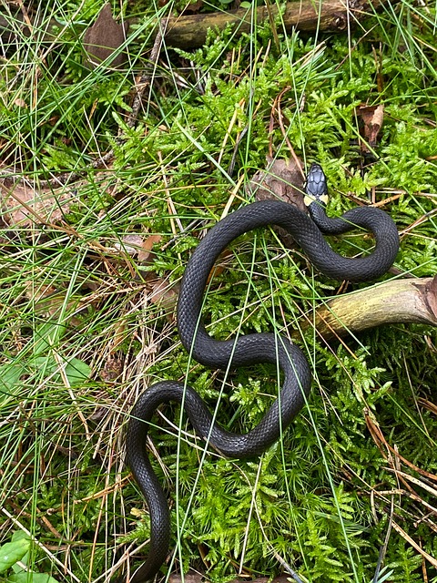 snake
