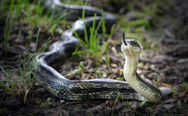 snake-640x480-50186870.jpeg