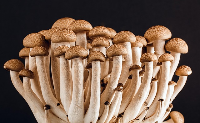 spores