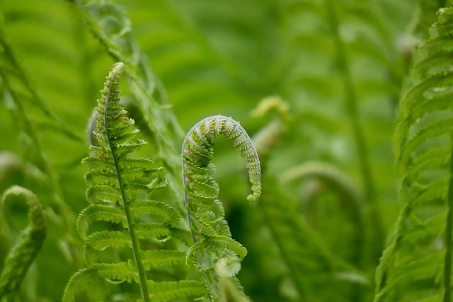 spores
