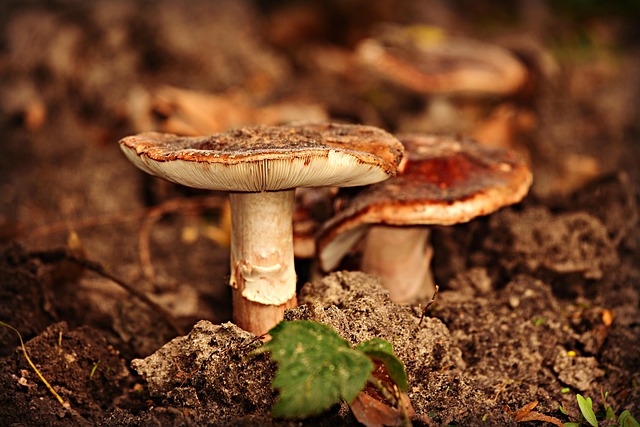 spores