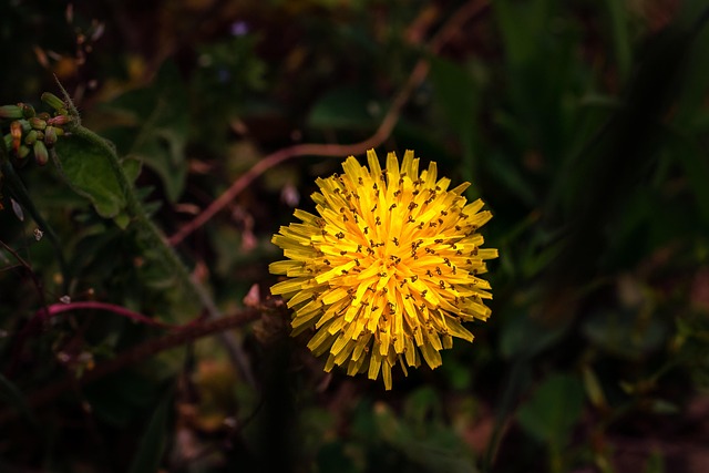 spores-640x480-63603460.jpeg