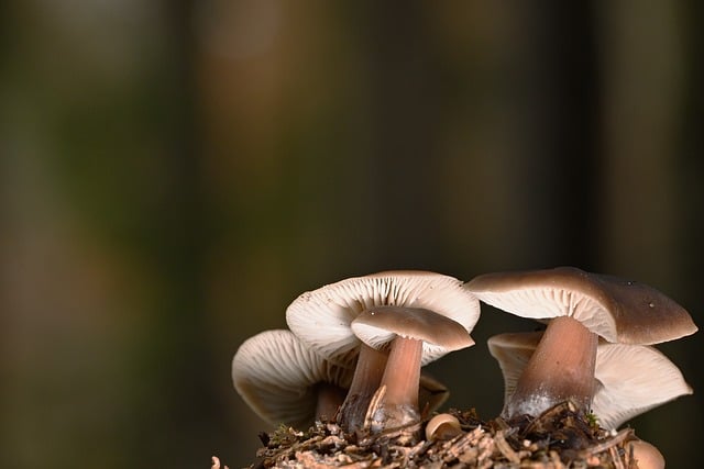 spores