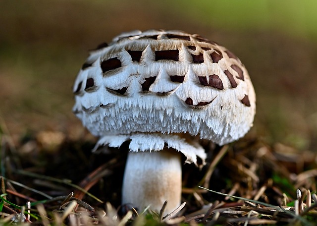 spores