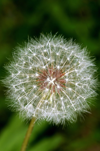 spores