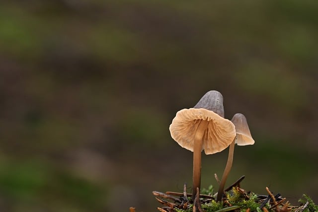 spores
