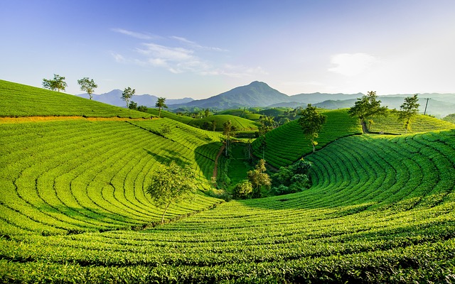 tea