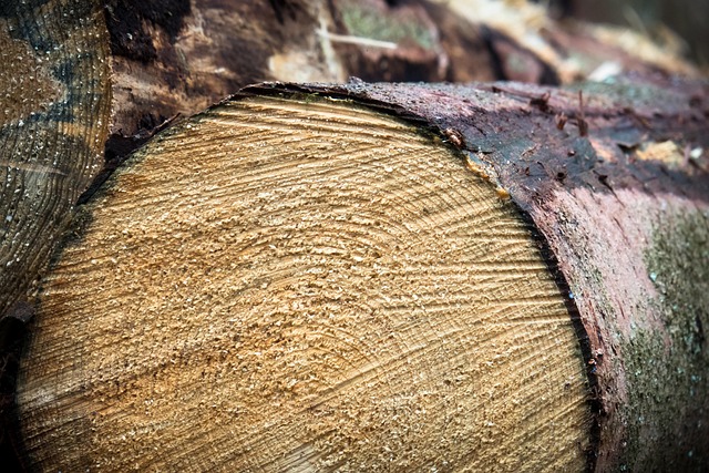 timber-640x480-90175715.jpeg