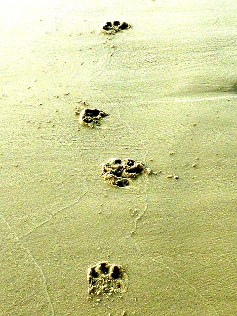 tracks