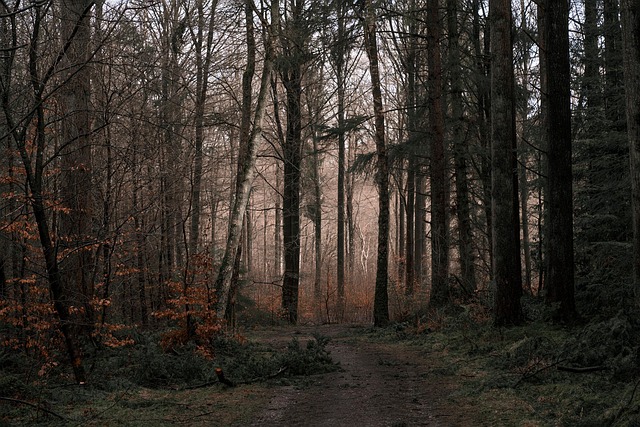trails