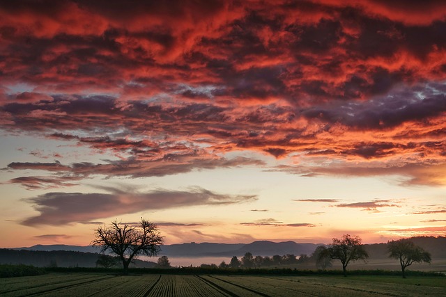 trees-640x480-13230676.jpeg