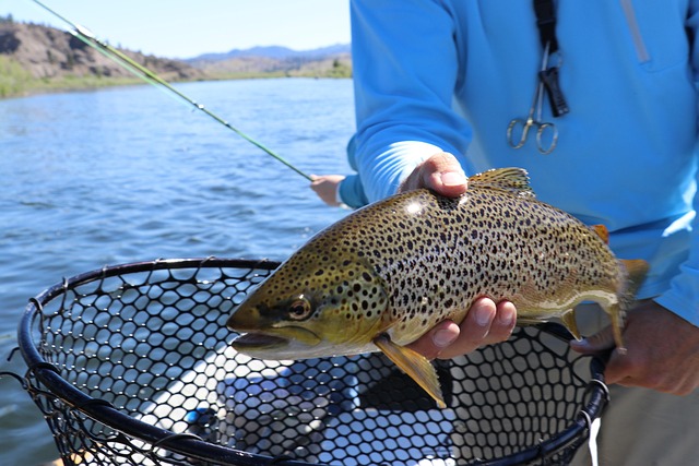trout