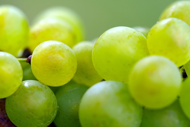 vineyard
