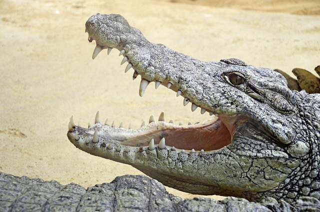 white-teeth-640x480-10144352.jpeg