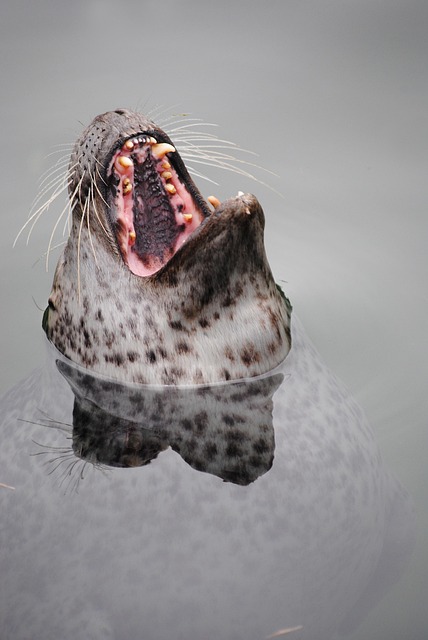 white-teeth-640x480-17716751.jpeg