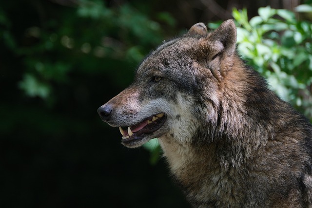 white-teeth-640x480-18017440.jpeg
