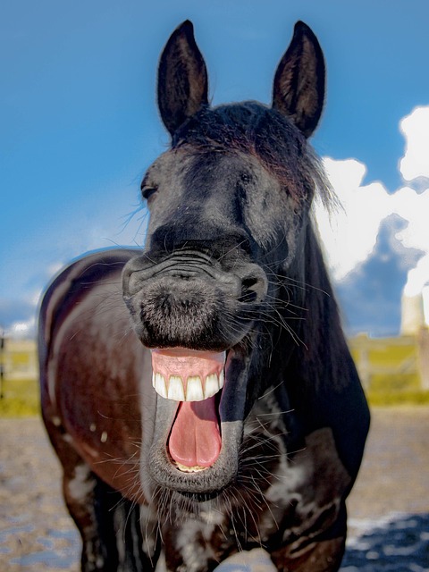 white teeth