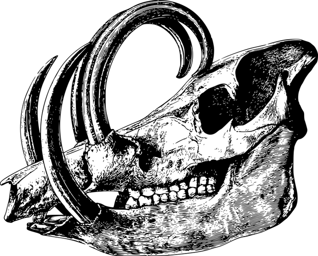 white-teeth-640x480-4359280.png