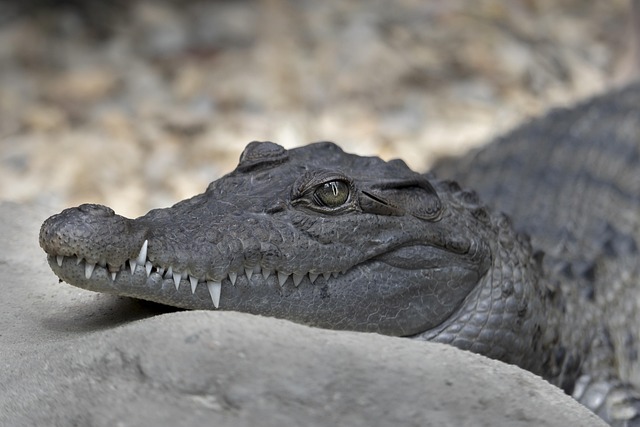 white-teeth-640x480-52389008.jpeg