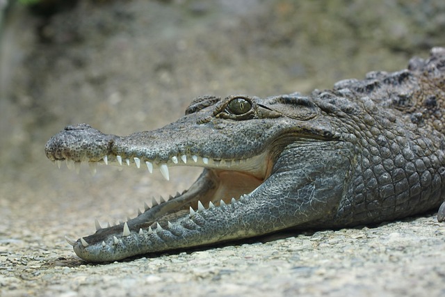 white teeth