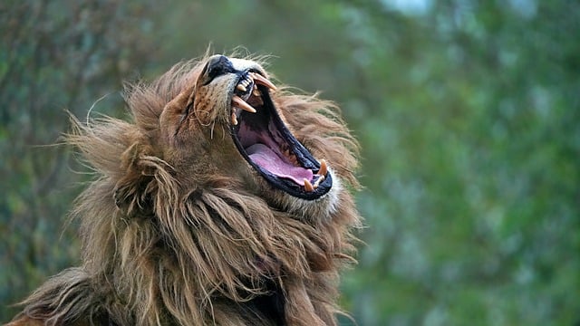 white teeth