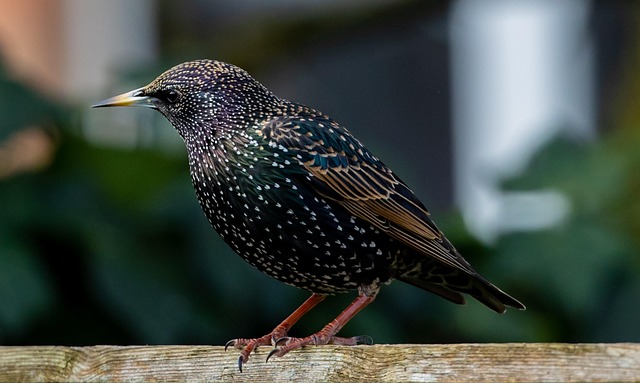 wildlife