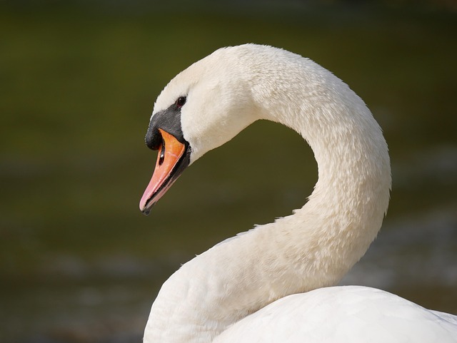 wildlife-640x480-13601710.jpeg