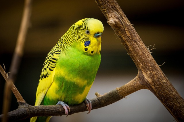 wildlife-640x480-15121852.jpeg
